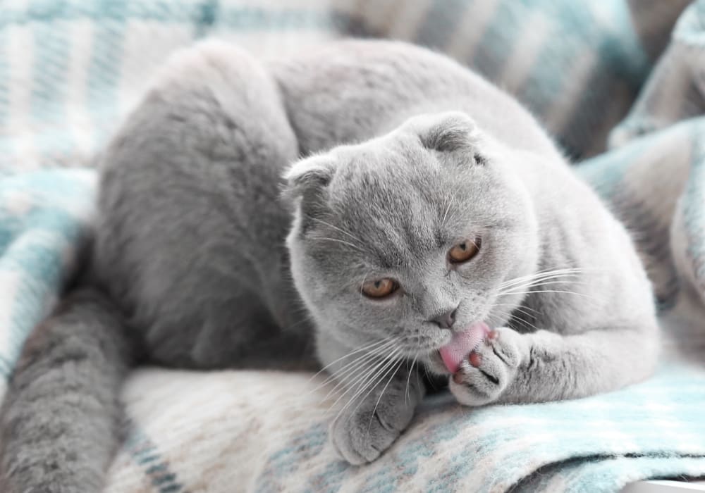 to Critter Creek Veterinary Hospital Lincoln Vet