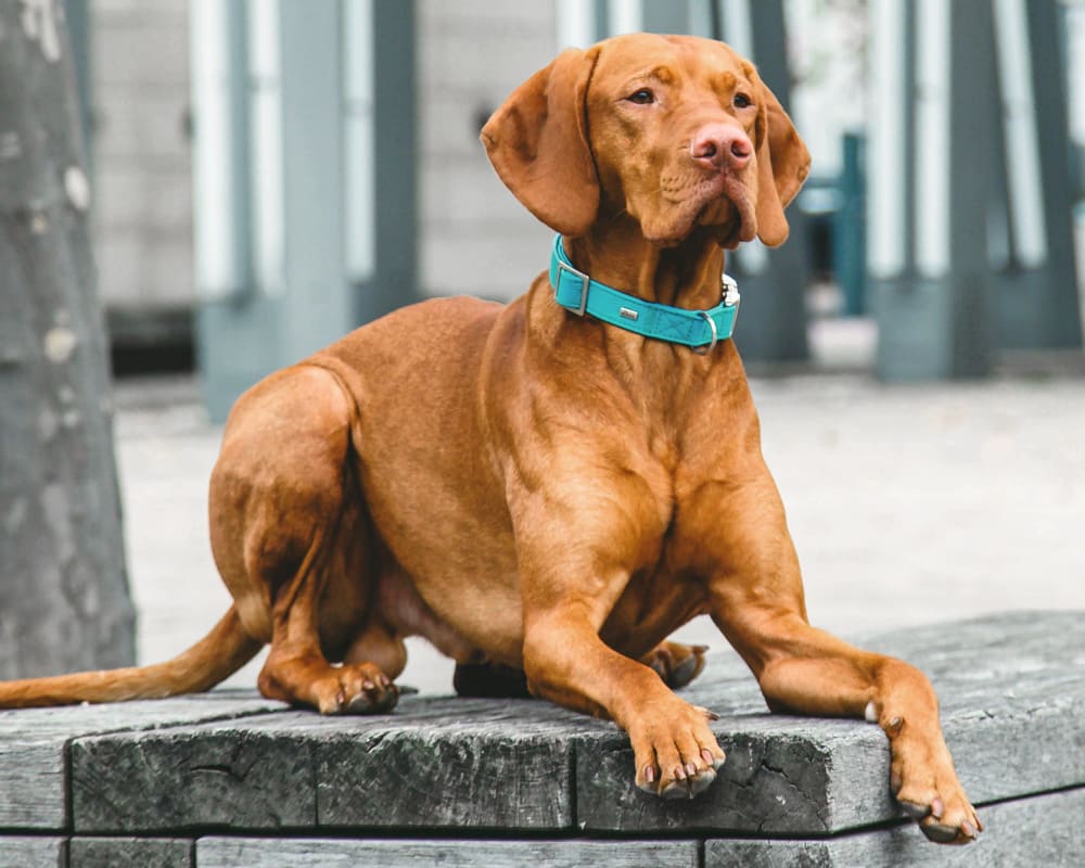 to Critter Creek Veterinary Hospital Lincoln Vet