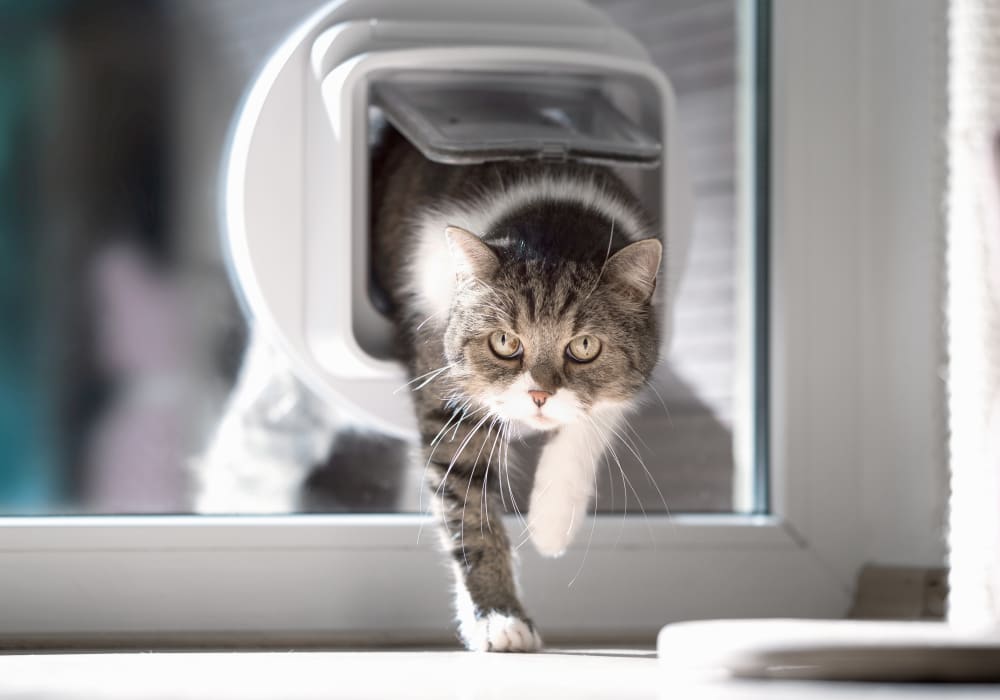 to Critter Creek Veterinary Hospital Lincoln Vet