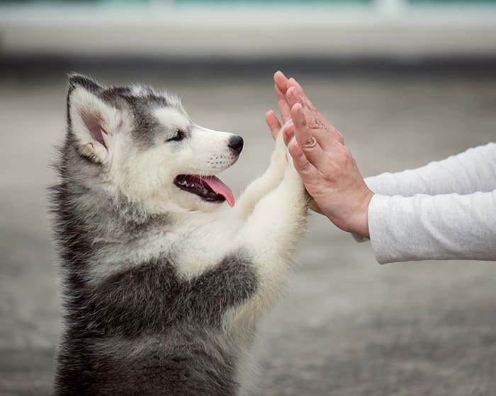 Puppies & Kittens, Lincoln Veterinarians