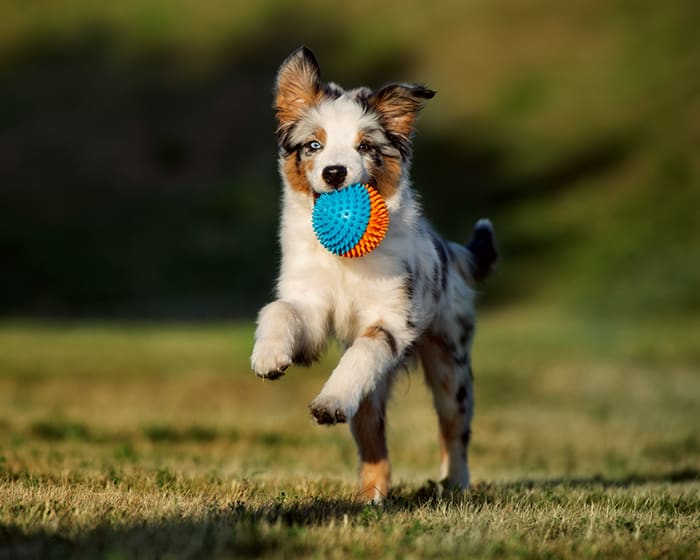 Spaying & Neutering, Lincoln Veterinarians